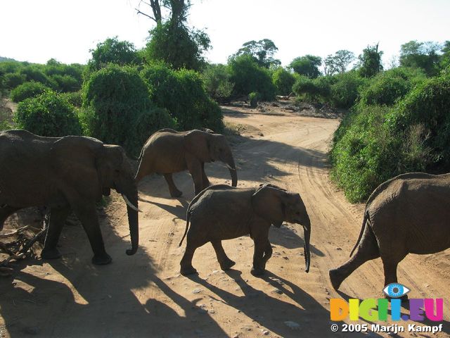 14153 Elephants crossing the road